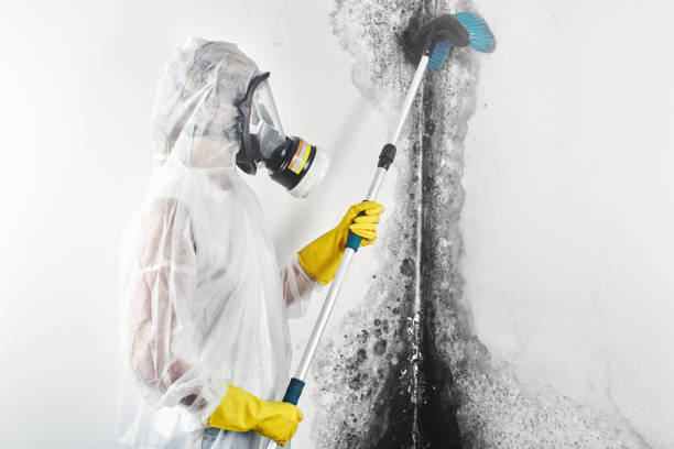 Mold Removal for HVAC Installations in Hummelstown, PA